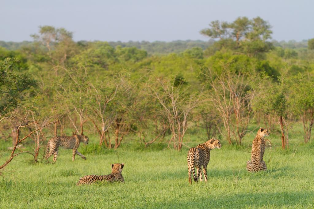 Buffelshoek Tented Camp Hotel wildreservaat Manyeleti Buitenkant foto